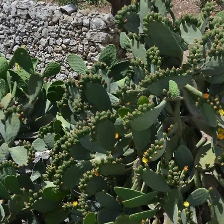 Masseria Medico Di Maglie