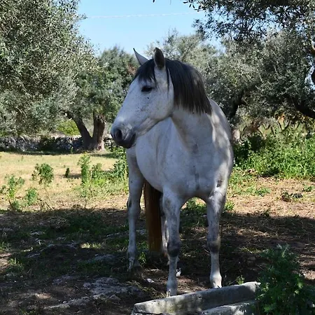 Masseria Medico Di Maglie *